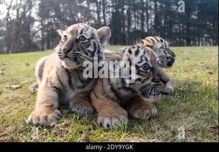 Beijing, province chinoise du Jiangsu. 24 décembre 2020. Trois jeunes tigres sont vus au zoo de Yangzhou à Yangzhou, dans la province de Jiangsu, dans l'est de la Chine, le 24 décembre 2020. Les triplés tigres du zoo de Yangzhou y ont fait leurs débuts jeudi. Les triplés, deux femelles et un mâle, sont nés le 24 octobre de cette année. Credit: Meng DeLong/Xinhua/Alamy Live News Banque D'Images