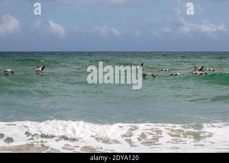 Un troupeau de pélicans glisse sur l'océan Atlantique et navigue le long de l'île Hutchinson à Stuart, Floride, États-Unis. Banque D'Images