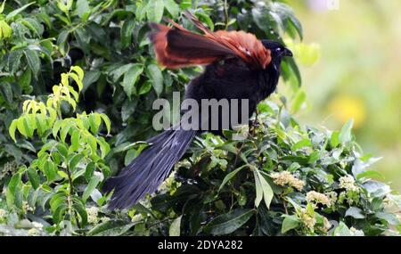 Un oiseau plus grand Coucal sur l'île Lamma à Hong Kong. Banque D'Images