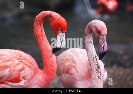 Photo rouge flamants sur le parc lors d'une promenade. De magnifiques flamants pour un site Web ou une carte postale Banque D'Images