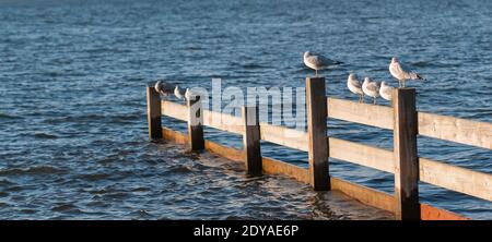 Mouettes assises sur la jetée en bois de la baie de White Rock BC, par temps froid et venteux. Banque D'Images