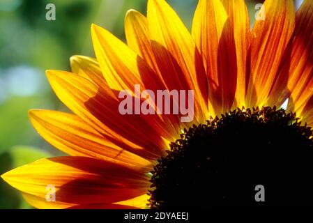 Gros plan sur le tournesol domestique (Helianthus sp.) Banque D'Images