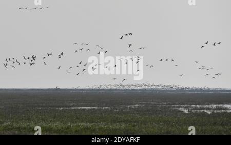 La vue magnifique du plus grand lac d'eau douce de Chine, le lac Poyang, où de grandes prairies poussent et où des oiseaux migrateurs volent est photographiée à Wuchen Banque D'Images