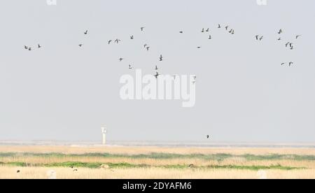 La vue magnifique du plus grand lac d'eau douce de Chine, le lac Poyang, où de grandes prairies poussent et où des oiseaux migrateurs volent est photographiée à Wuchen Banque D'Images