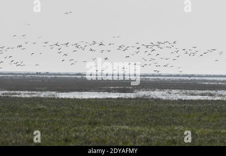 La vue magnifique du plus grand lac d'eau douce de Chine, le lac Poyang, où de grandes prairies poussent et où des oiseaux migrateurs volent est photographiée à Wuchen Banque D'Images