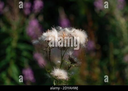 Des landes soufflées de graines blanches moelleuses. Sur fond violet foncé. Banque D'Images