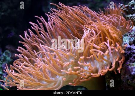 Magnifique anémone rouge. Photo de l'aquarium. Banque D'Images