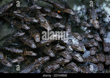 Alligator, alligator mississipiensis, Chef de jeunes à la surface Banque D'Images