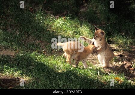 Lynx européen, felis lynx, Cubs jouant Banque D'Images