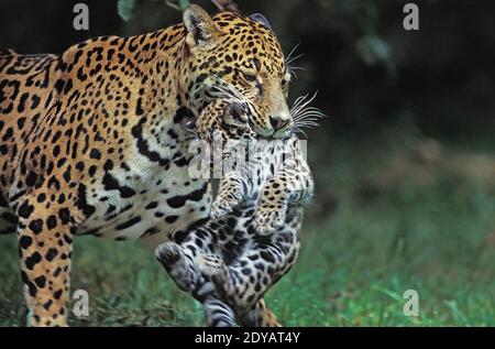 Jaguar, Panthera onca, mère portant Cub dans la bouche Banque D'Images