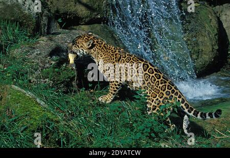 Jaguar, panthera onca, adulte avec poisson dans sa bouche Banque D'Images