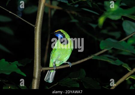 Leafbird à façade dorée, chloropsis aurifrons Banque D'Images
