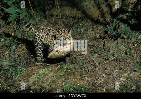 Jaguar, Panthera onca, Cub transport du poisson dans sa bouche Banque D'Images