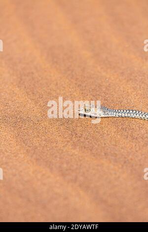 Serpent de sable du Namib (Psammophis namibensis), Swakopmund, Erongo, Namibie, Afrique du Sud Région Banque D'Images