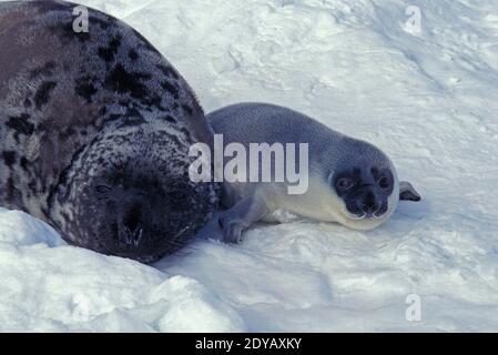 Phoque à capuchon, Cystophora cristata, Mère et pose de petits sur la banquise, l'île de Magdalena au Canada Banque D'Images