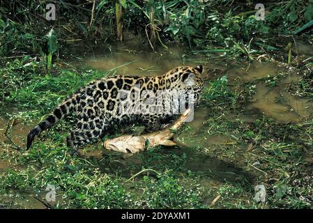 Jaguar, panthera onca, Cub transportant du poisson Banque D'Images