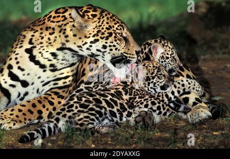 Jaguar, Panthera onca, Mère léchant Cub Banque D'Images