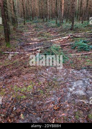 Suivi avec des grumes dans une forêt faite par des machines forestières Banque D'Images