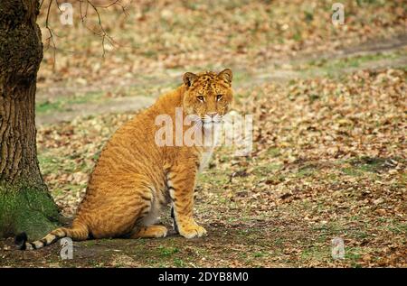 Ligron au parc zoologique, croisement entre le Tigre et Lion Banque D'Images