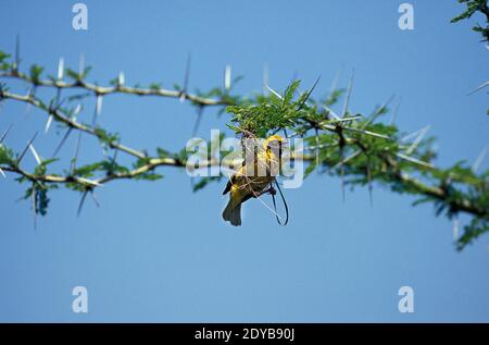 Village Weaver, poceus cucullatus, Working on Nest, parc Masai Mara au Kenya Banque D'Images