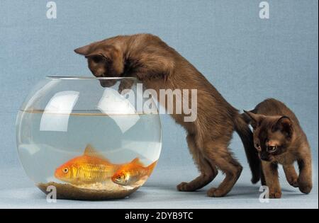 Chaton domestique birmane zibeline et Goldfishes, Carassius auratus Banque D'Images