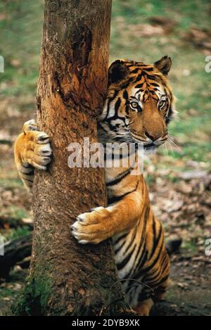 Tigre de Sumatra, Panthera tigris sumatrae rayures adultes, tronc de l'arbre Banque D'Images