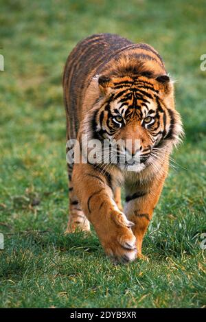 Tigre de Sumatra, Panthera tigris sumatrae, homme randonnée pédestre Banque D'Images