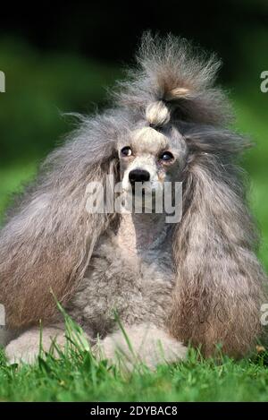 Coolé gris standard, adulte posé sur l'herbe Banque D'Images