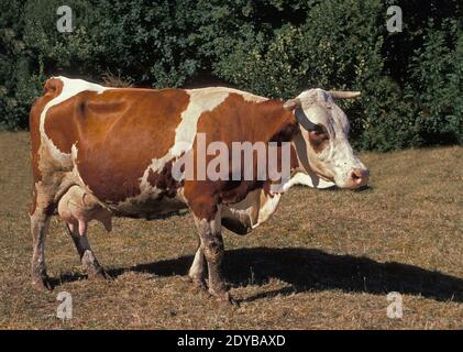 Vaches montbéliardes exclusivement les bovins domestiques, une race française Banque D'Images