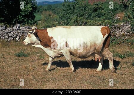 Vaches montbéliardes exclusivement les bovins domestiques, une race française Banque D'Images