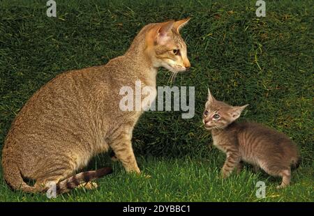 Oriental chat domestique, de la mère et de l'Chaton Banque D'Images