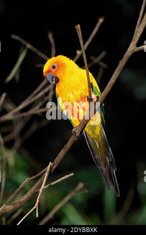 Sun Parakeet, aratinga solstitialis, adulte debout sur la branche Banque D'Images