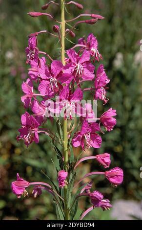 Rosebay Willowherb, epilobium angustifolium, Alpes françaises Banque D'Images