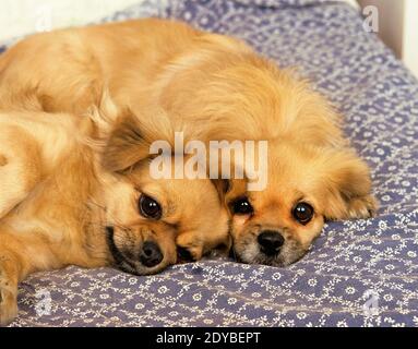 Tibetan Spaniel reposant Banque D'Images