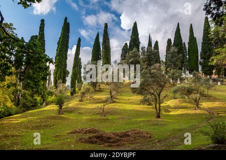 Nature en Abkhazie près de New Athos en été Banque D'Images