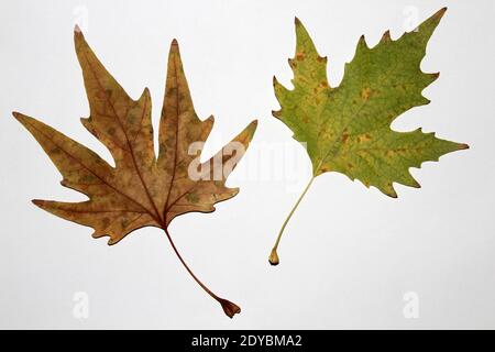 Feuille de Sycamore sur fond blanc. Feuille de Sycamore en automne. Banque D'Images