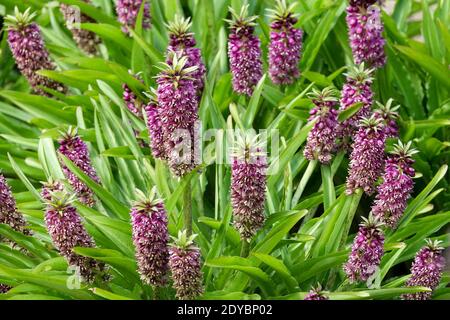 Nénuphars Eucomis série « Leia » Aloha Lily Banque D'Images