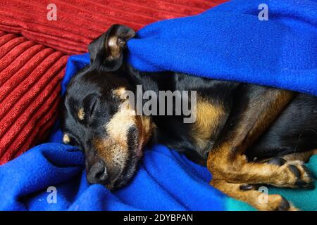 Gros plan portrait d'un chien de Pinscher (Canis lupus familiaris, mini doberman) décontracté visage et museau couverts entre vert bleu moelleux Banque D'Images