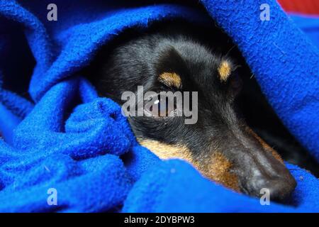 Gros plan portrait d'un chien de Pinscher (Canis lupus familiaris, mini doberman) décontracté visage et museau recouvert d'une couverture bleue moelleuse Banque D'Images