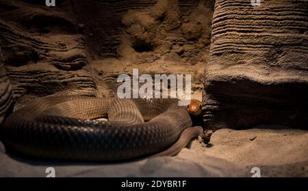 Le serpent se cache dans le coin sous la lumière chaude. Photo de haute qualité Banque D'Images