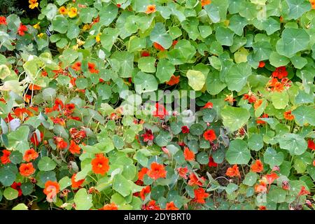 Tropaeolum majus. Plante de nasturtium dans un jardin de légumes herbes Banque D'Images