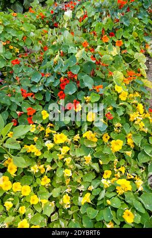 Tropaeolum majus. Plante de nasturtium dans un jardin de légumes herbes Banque D'Images