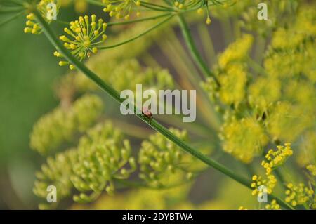 Coccinelle rampant sur l'aneth à fleurs. Photo de haute qualité Banque D'Images