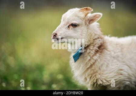 Jeune mouton ouessant ou agneau avec étiquette bleue autour du cou, paître sur la prairie verte de printemps, détail de gros plan Banque D'Images