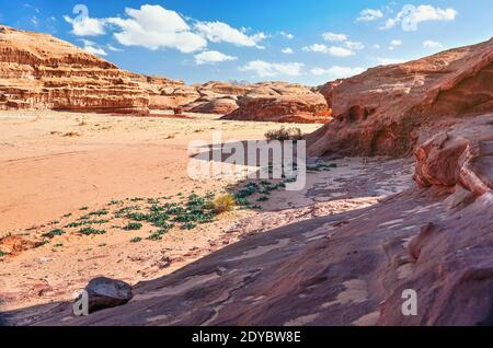 Formations rocheuses dans le désert de Wadi Rum, soleil éclatant brille sur la poussière rouge et les rochers, plantes de calmar de mer Drimia maritima en premier plan, ciel bleu au-dessus Banque D'Images