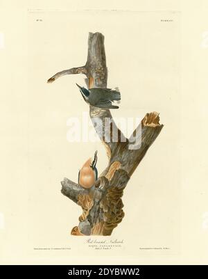 Assiette 105 Nuthatch à poitrine rouge, tiré du folio Birds of America (1827–1839) de John James Audubon - image éditée de très haute résolution et de qualité Banque D'Images