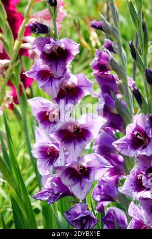 Gladiolus 'Redinha' jardin plante herbacée vivace fleurs violettes floraison en fleurs, fleurs de Gladiolus Gladioli Blooming Gladiola Banque D'Images