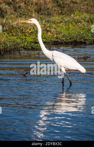 Grand Egret (Ardea alba), également connu sous le nom d'Egret commun, Grand Egret, ou Grand Héron, passage à gué dans la rivière dans le parc national de Chobe, Botswana, Afrique Banque D'Images
