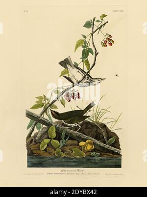 Plaque 143 Grive à couronne dorée, du folio Birds of America (1827–1839) de John James Audubon - image éditée de très haute résolution et de qualité Banque D'Images