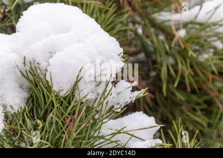 Branche de pin avec de longues aiguilles vertes recouvertes de neige blanche. Arrière-plan naturel. Banque D'Images